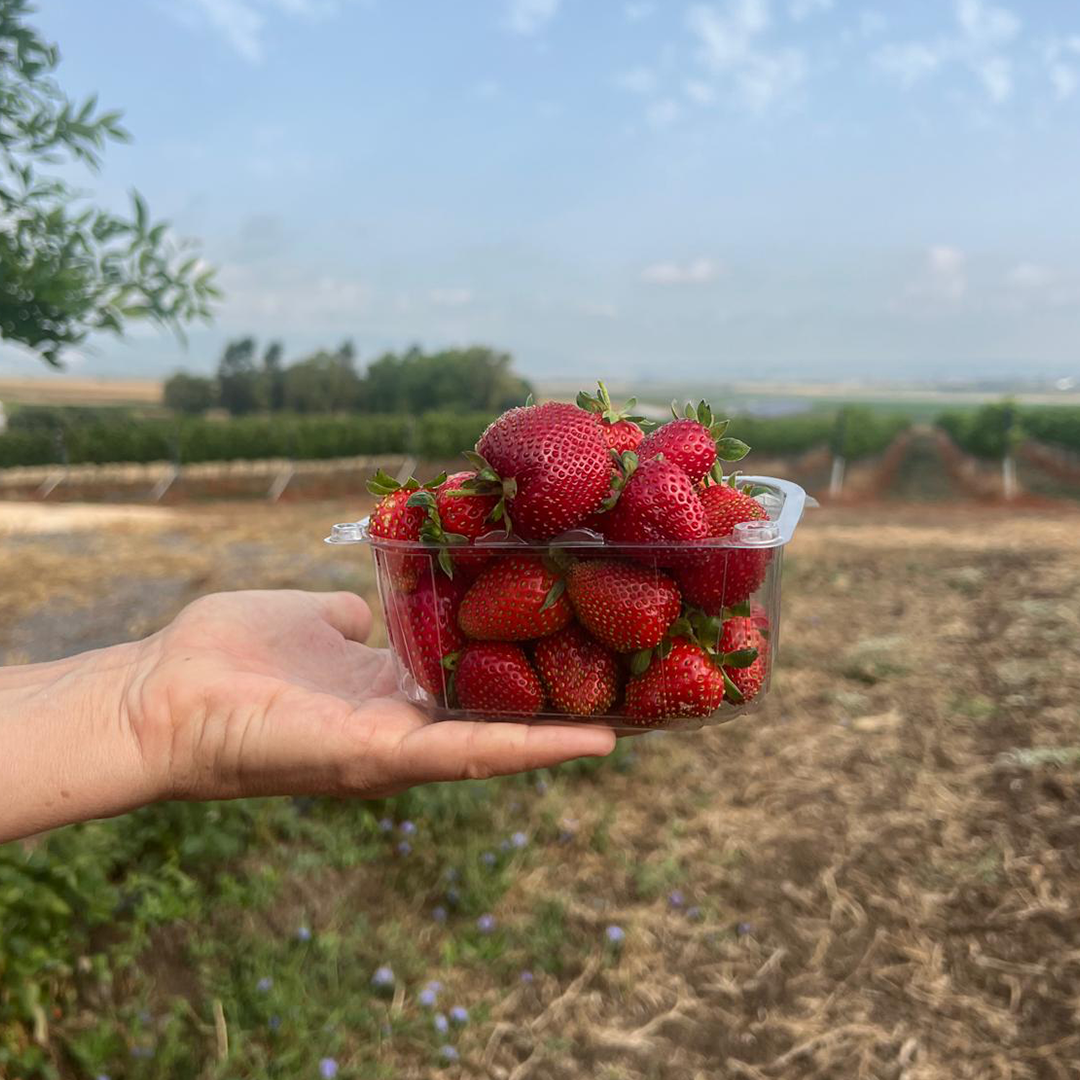 מארז 250 ריק לקטיף עצמי של תות שדה לא מרוסס