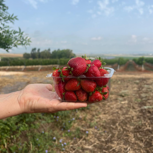 מארז 250 ריק לקטיף עצמי של תות שדה לא מרוסס